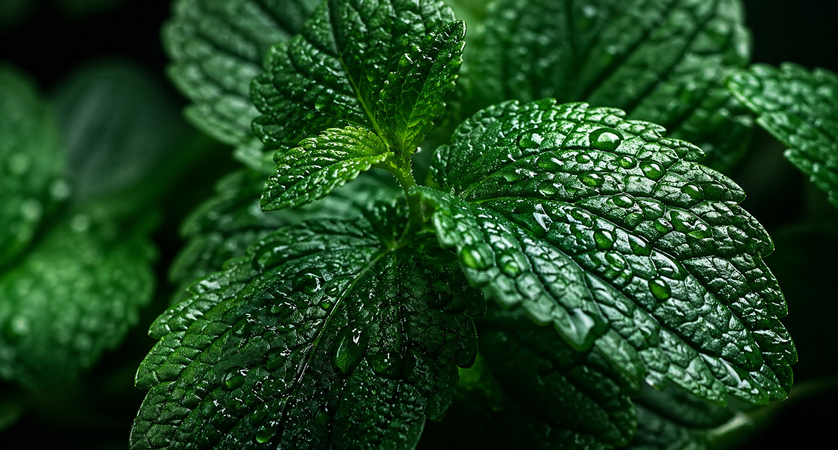 Nahaufnahme frischer Zitronenmelissenblätter mit sichtbaren Wassertropfen und ausgeprägten Blattstrukturen vor unscharfem Naturhintergrund. Die satten Grüntöne, die feuchten Oberflächen und die detailreiche Pflanzenaufnahme unterstützen die visuelle Darstellung von Frische, Natürlichkeit und Balance.