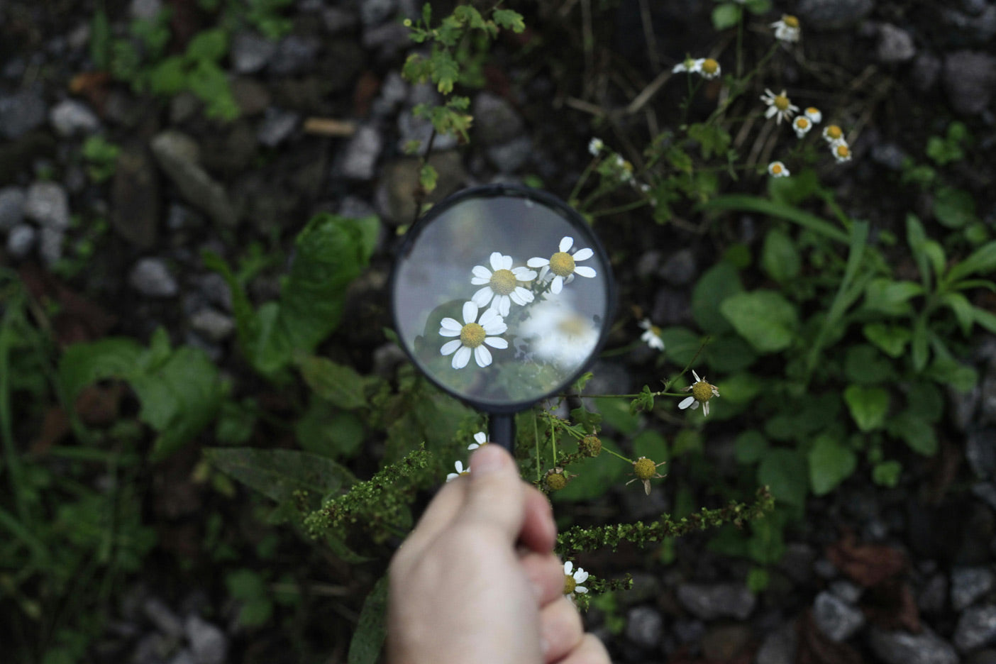Hand hält eine Lupe über kleine weiße Wildblumen in natürlicher Umgebung und hebt feine Details der Blüten hervor. Die grünen Pflanzen, die sanften Lichtreflexe und die ruhige Naturstimmung vermitteln Achtsamkeit, sorgfältige Betrachtung und die natürliche Vielfalt freier Landschaften.